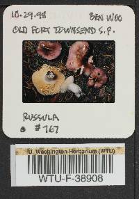 Russula pseudotsugarum image