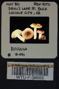Russula parapallens image