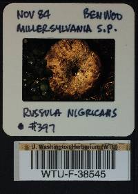 Russula nigricans image