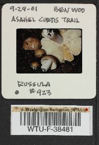 Russula viridofusca image