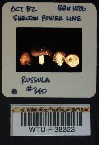 Russula xerampelina image