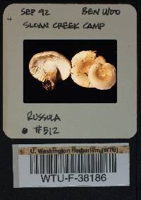 Russula viridofusca image