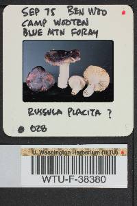 Russula placita image