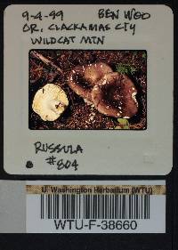 Russula benwooii image