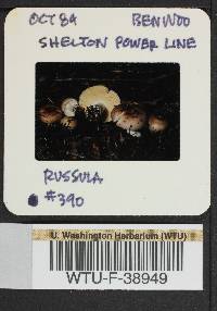 Russula obscurozelleri image