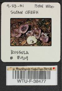 Russula phoenicea image