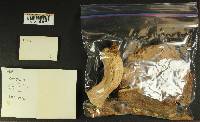 Russula benwooii image