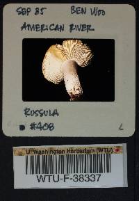 Russula benwooii image