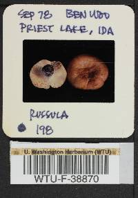 Russula vinososordida image