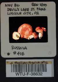 Russula rhodocephala image