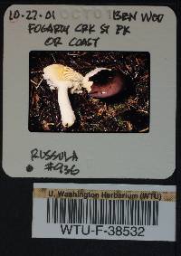 Russula cuprea image