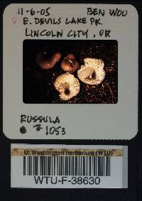 Russula parapallens image