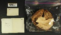 Russula benwooii image