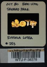 Russula postiana image