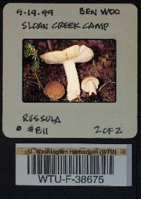 Russula viridofusca image