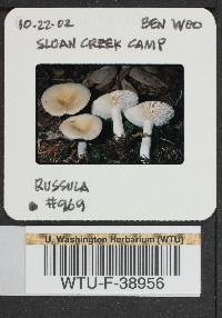 Russula montana image