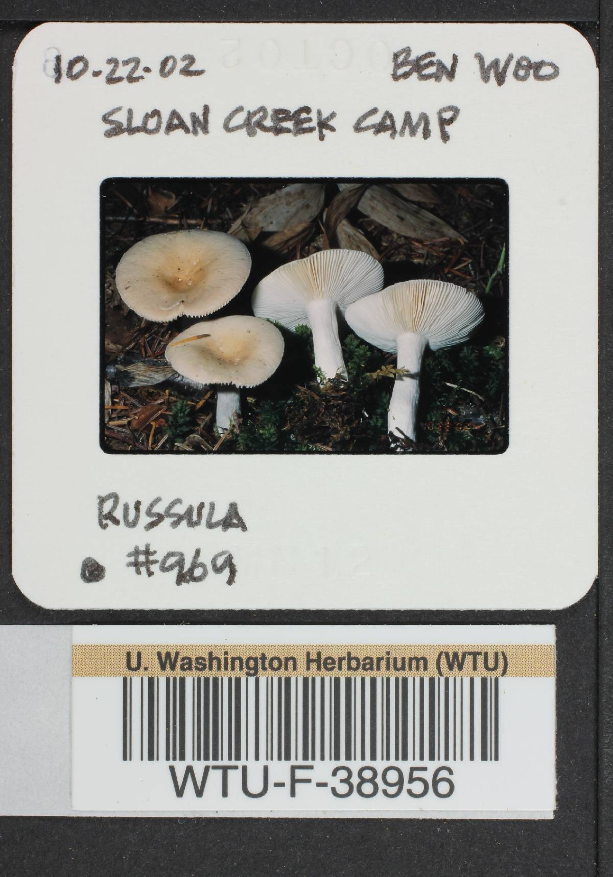 Russula montana image