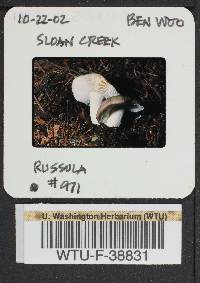 Russula phoenicea image