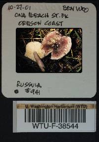 Russula queletii image