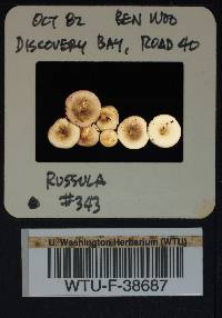 Russula obscurozelleri image