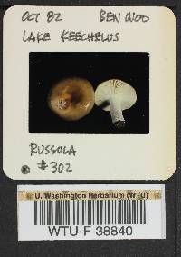 Russula vinosa image