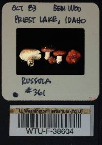 Russula rhodocephala image
