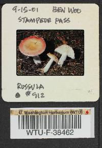 Russula montana image