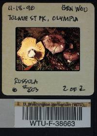 Russula obscurozelleri image