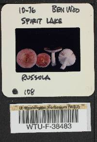 Russula emetica image