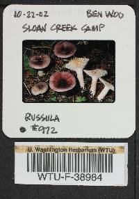 Russula salishensis image
