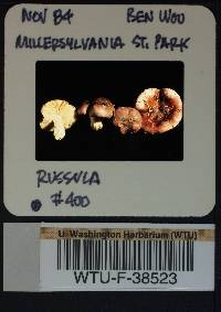 Russula obscurozelleri image