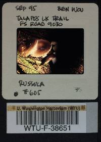 Russula viridofusca image