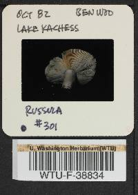 Russula benwooii image