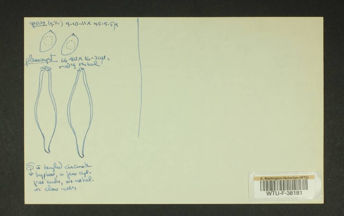 Inocybe hypophaea image