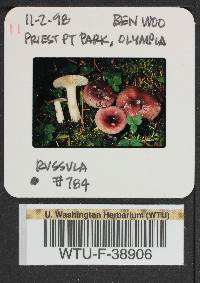 Russula pseudopelargonia image