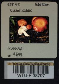 Russula montana image