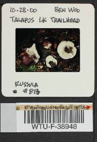 Russula hypofragilis image