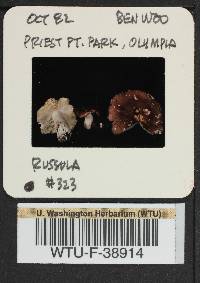 Russula obscurozelleri image