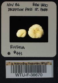 Russula montana image