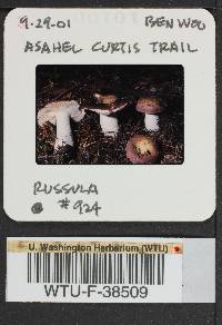 Russula mordax image