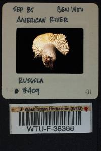 Russula benwooii image