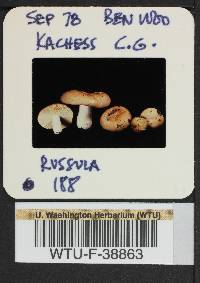 Russula mordax image