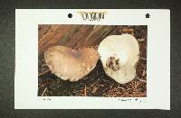 Russula benwooii image