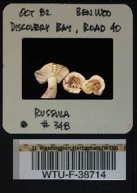 Russula stuntzii image