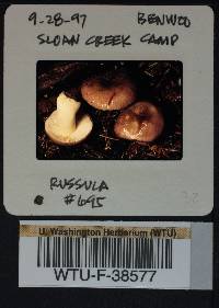 Russula phoenicea image