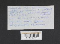 Cortinarius lucorum image