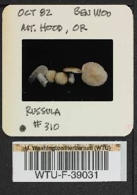 Russula montana image