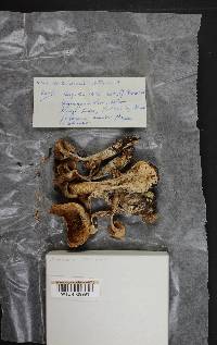 Cortinarius obtusus image