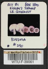 Russula phoenicea image