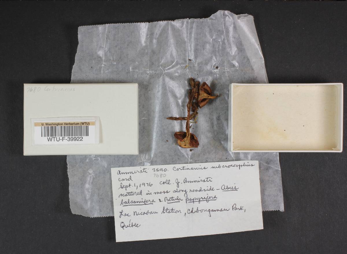 Cortinarius subcroceofolius image